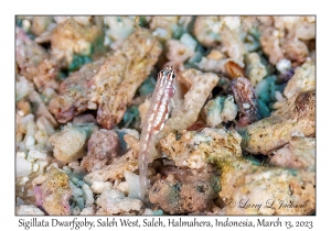 Sigillata Dwarfgoby