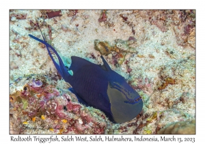 Redtooth Triggerfish