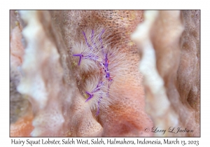 Hairy Squat Lobster