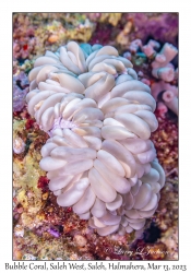 Bubble Coral