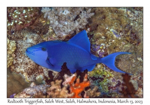Redtooth Triggerfish