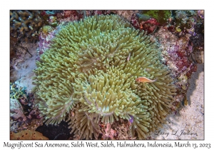 Magnificent Sea Anemone