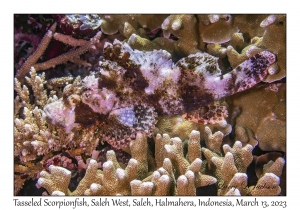 Tasseled Scorpionfish