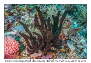 Unknown Sponge