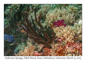 Unknown Sponge
