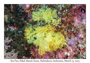 Sea Fan