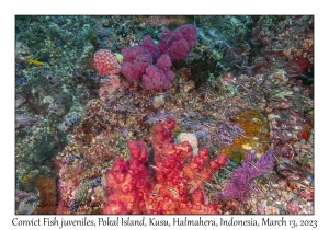 Convict Fish juveniles