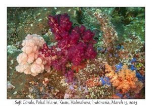 Soft Corals