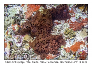 Unknown Sponge