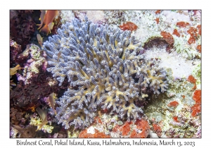 Birdnest Coral