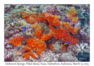 Unknown Sponge