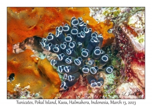 Tunicates