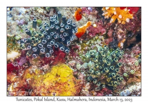 Tunicates