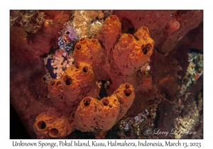 Unknown Sponge