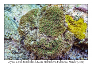 Crystal Coral