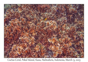Cactus Coral