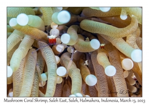 Mushroom Coral Shrimp