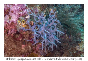 Unknown Sponge