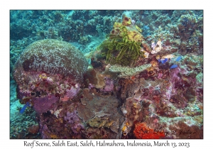 Reef Scene