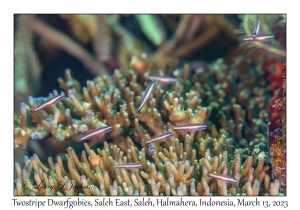 Twostripe Dwarfgobies