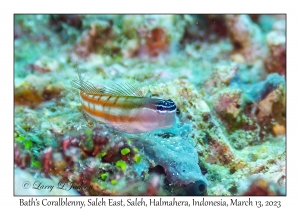 Bath's Coralblenny