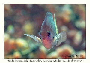 Reid's Damsel
