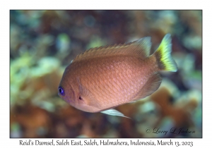 Reid's Damsel