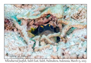 Yellowbarred Jawfish