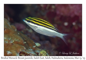 Bridled Monocle Bream juvenile