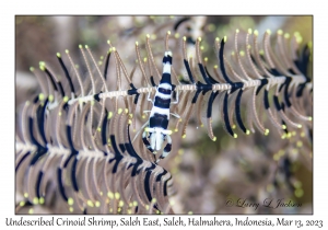 Undescribed Crinoid Shrimp