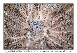 Legless Feather Star
