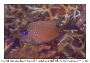 Twospot Bristletooth juvenile
