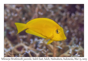 Yelloweye Bristletooth juvenile
