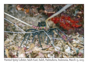 Painted Spiny Lobster