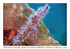 Hydroids & Tunicates