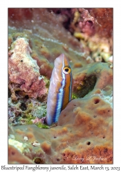 Bluestriped Fangblenny juvenile