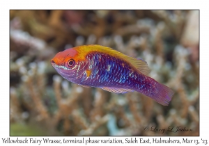 Yellowback Fairy Wrasse variation