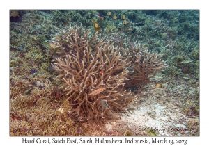 Hard Coral