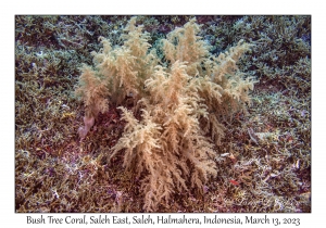 Bush Tree Coral