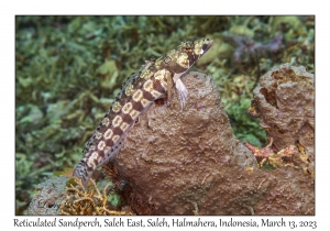 Reticulated Sandperch