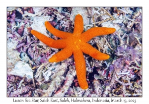 Luzon Sea Star