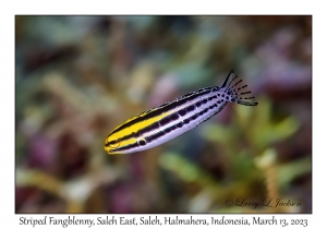 Striped Fangblenny