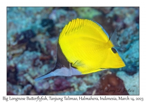 Big Longnose Butterflyfish