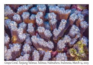 Grape Coral