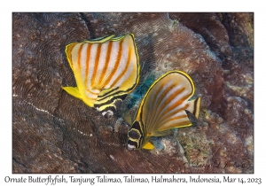 Ornate Butterflyfish