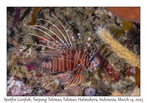 Spotfin Lionfish