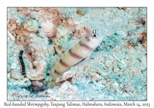 Red-banded Shrimpgoby