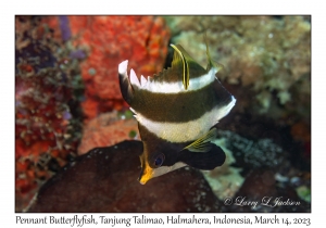 Pennant Bannerfish