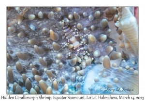 Hidden Corallimorph Shrimp