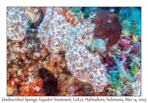 Undescribed Sponge